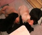 Portée 2012 : chiots labradors à 5 semaine