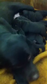 Chiots de Fleur et Cedarwoods Mogambo ( nés 28 mars 2012 )