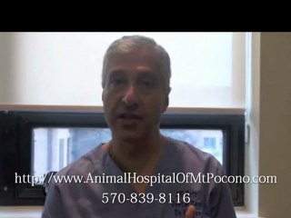 Dog Daycare Services in Mt. Pocono