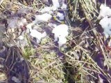 peche de la truite au toc sur mon petit ruisseau  (15 avril)