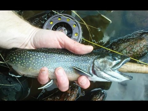 PECHE EN NYMPHE ET STREAMERS