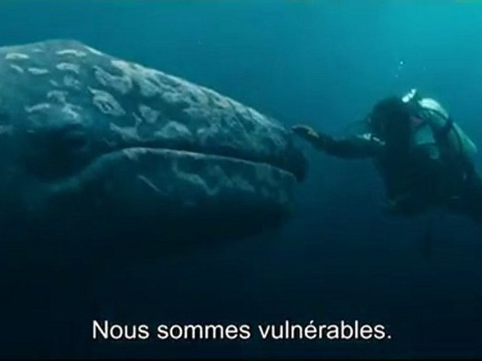 Miracle en Alaska (Big Miracle) - Bande-Annonce / Trailer [VOST|HD]