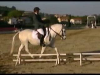 camargue ouistiti