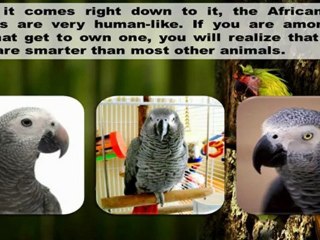 African Parrot Care Guide 🦜