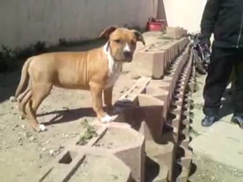 Gold'n'good Hot and Spicy