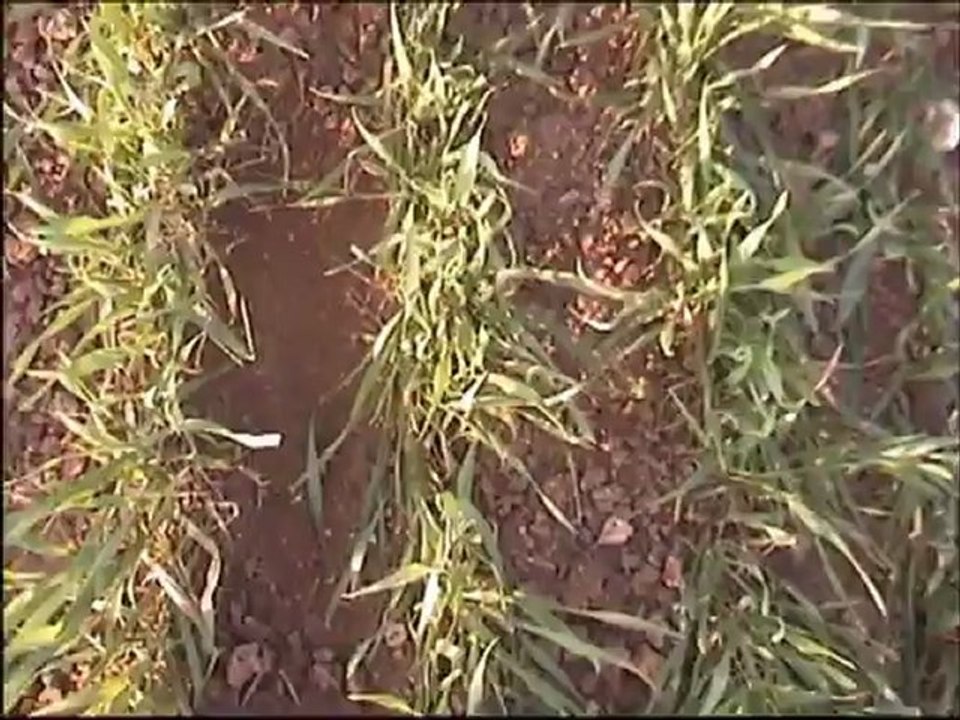 AGRI-STRUCTURES Bineuse Autoguidée Mécaniquement