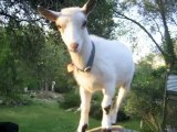 Introducing the SUPERGOATS!