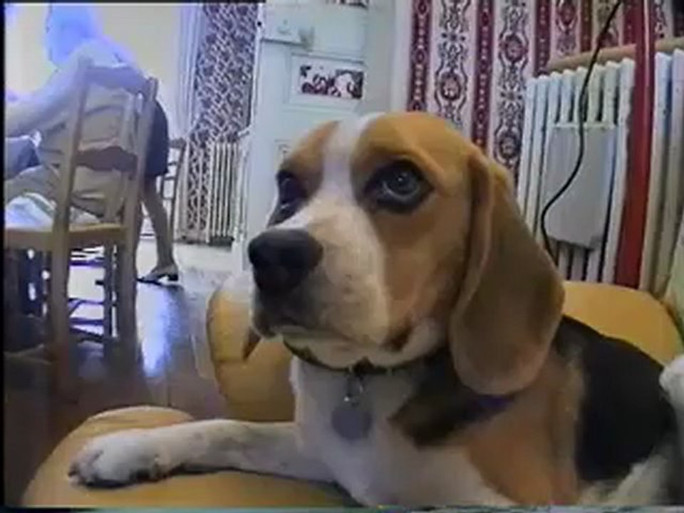 Oryx, mon chien