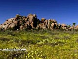 HD Stock Video - Desert Blooms 01 clip 02 - Nature Stock Footage