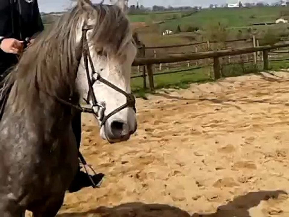 Sirocco hanche en dedans, appuyés, deplacements latéral au trot