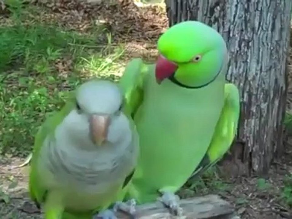 Perroquet veut vraiment baiser