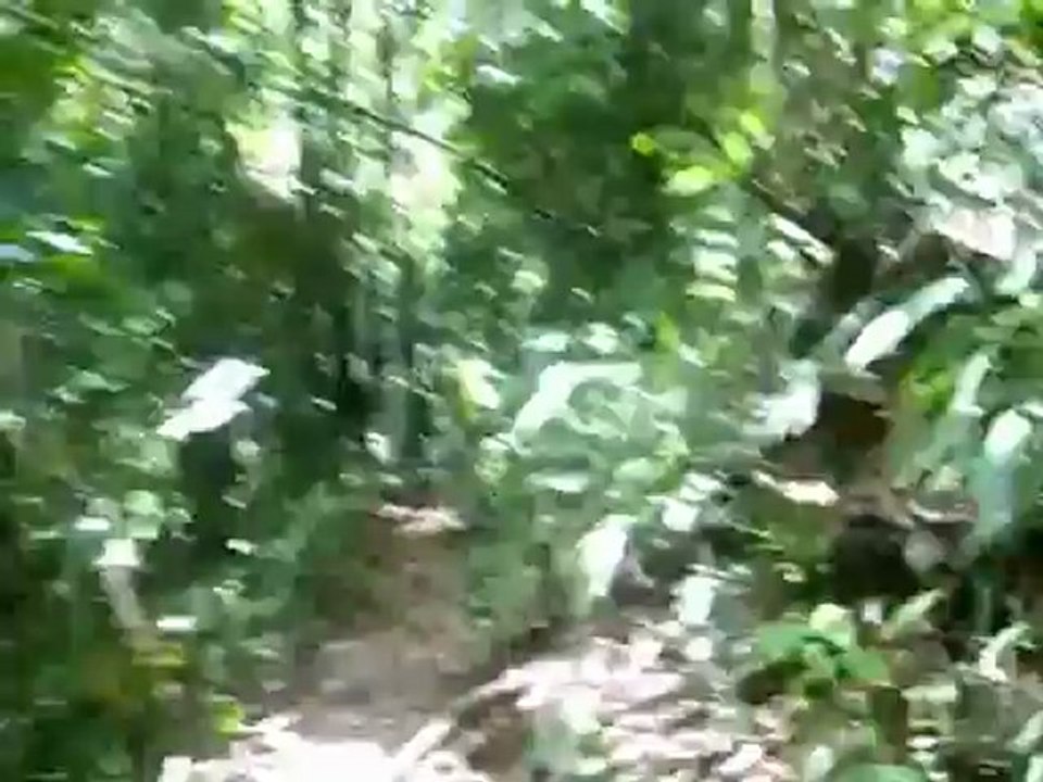 Khao Sok le parc