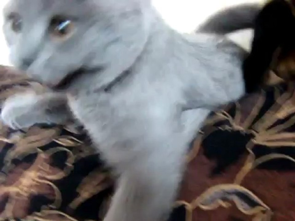 Un chat avec le sourire
