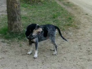 TROMPETTE AU BOIS DE VINCENNES 14 04 2012