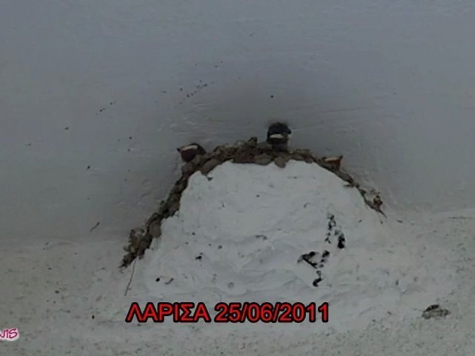 Τα χελιδονάκια στη φωλιά τους(Swallows) 25-06-2011
