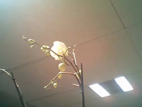 Orichée - 1er jour (écoulé 1 jour et 1 h)