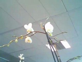 Orichée - 2e jour (écoulé 1 jour 4 h 18 min)