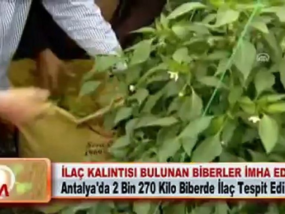 İLAÇ KALINTISI BULUNAN BİBERLER İMHA EDİLDİ 16.04.2012