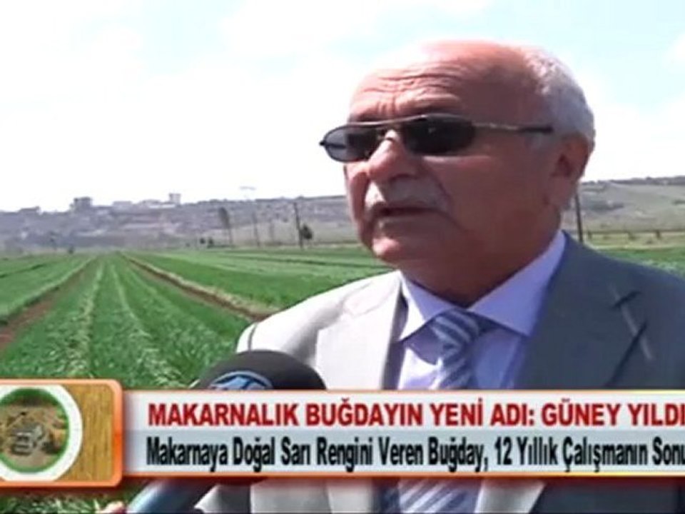 MAKARNALIK BUĞDAYIN YENİ ADI GÜNEY YILDIZI 16.04.2012
