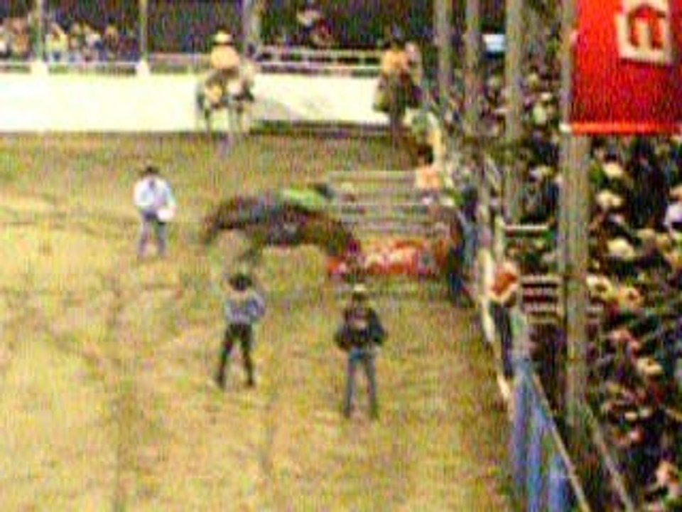 monte de chevaux sauvages