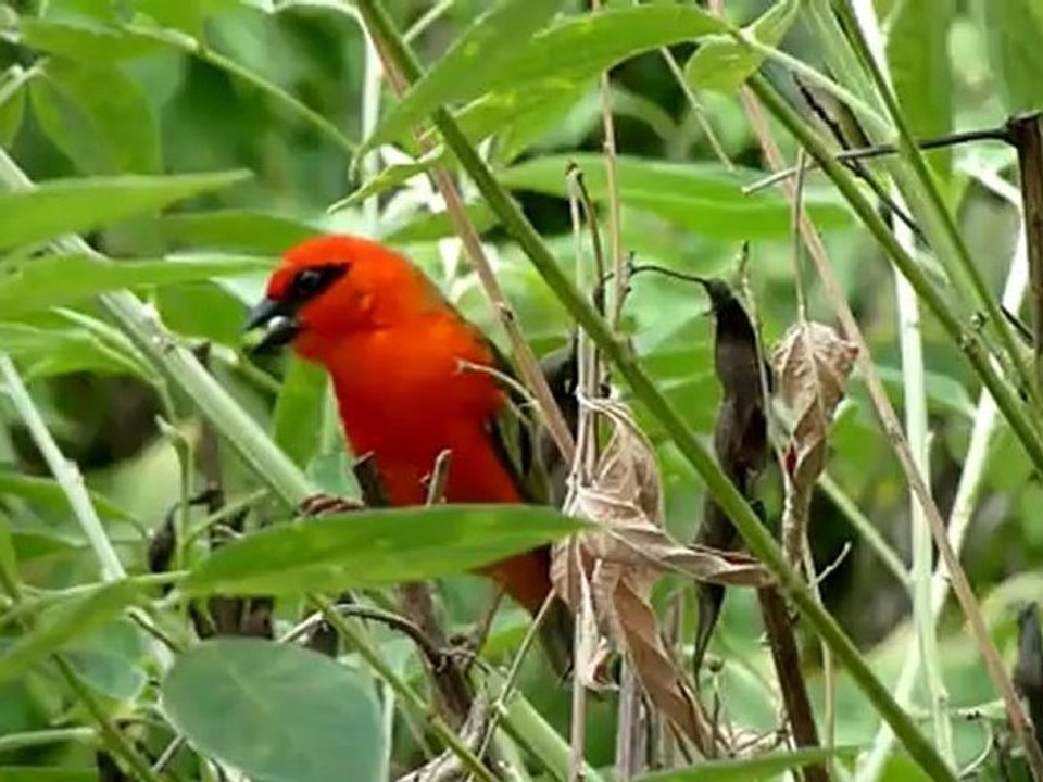 cardinal chantant pendant la période de reproduction à la Réunion