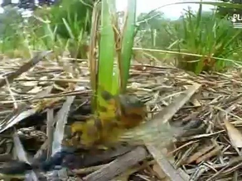 Des Fourmis Tueuses