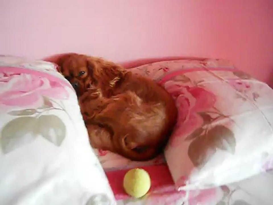 Mon panier c'est bien mais le lit de Vanessa encore mieux