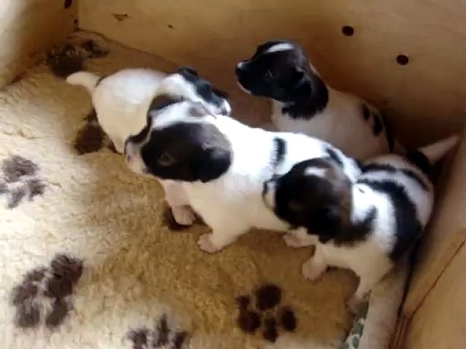 bb phalènes de 3 semaines