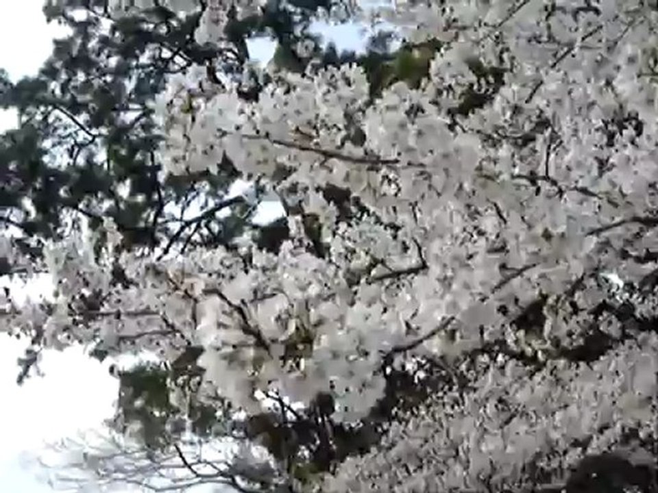 MOV09817