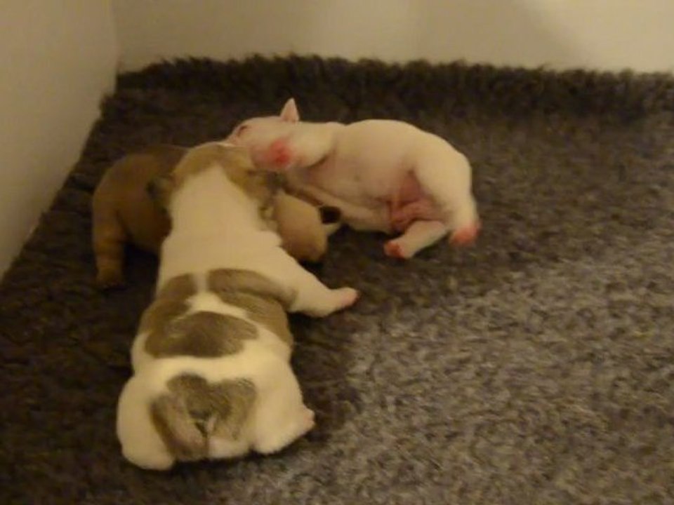 Chiots Elfée/Freud 3 semaines