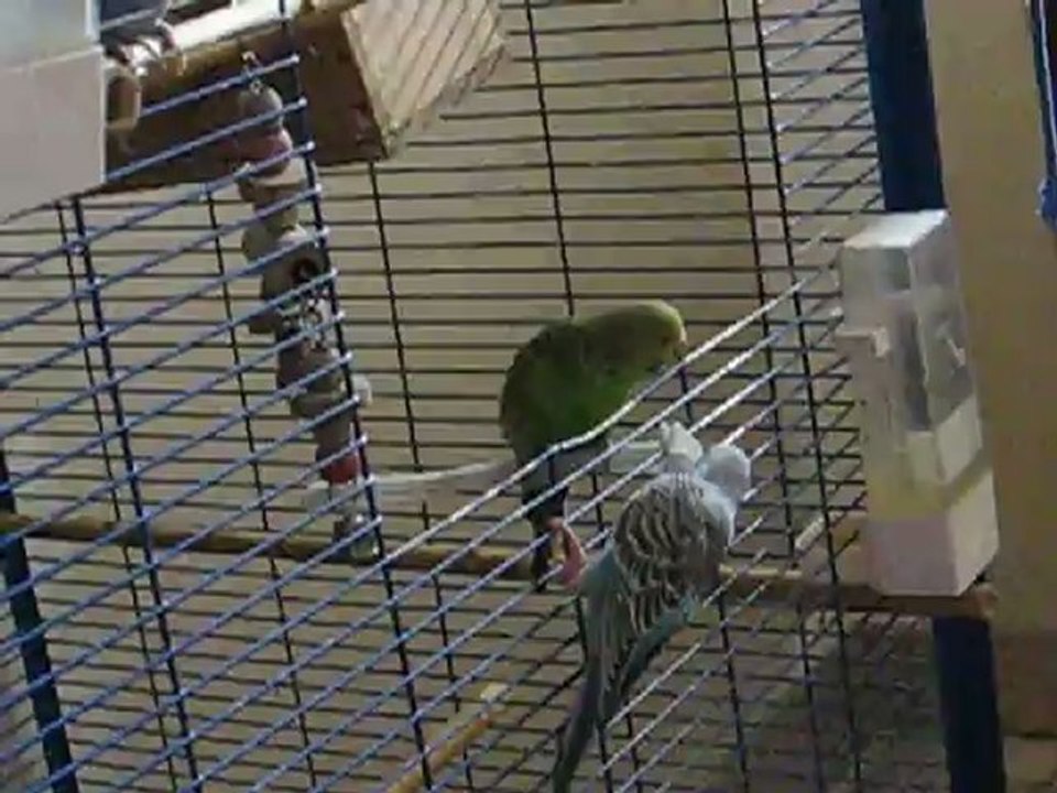 La sortie des ondulées