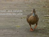 Chasse aux canards a Fouquiéres les Lens 2012-04-16