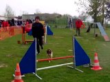 E'Lia des grandes aubes, épagneul breton, agility, GPF Thionville le 15/04/2012