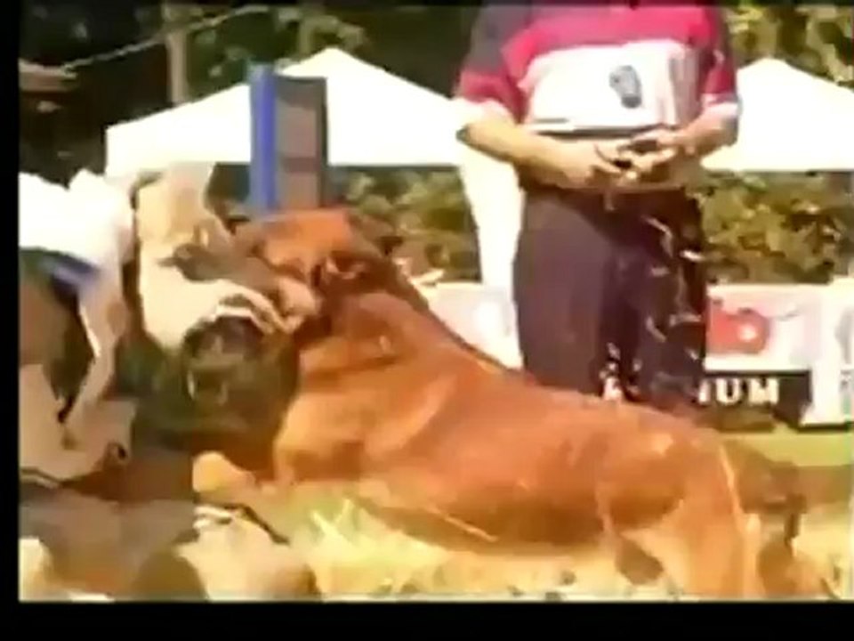 NVBK SPIRIT POWER Dances with Grizzly