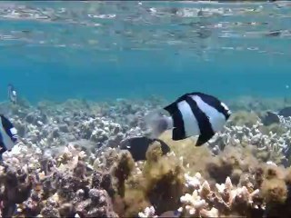 gopro sur un requin a l hermitage