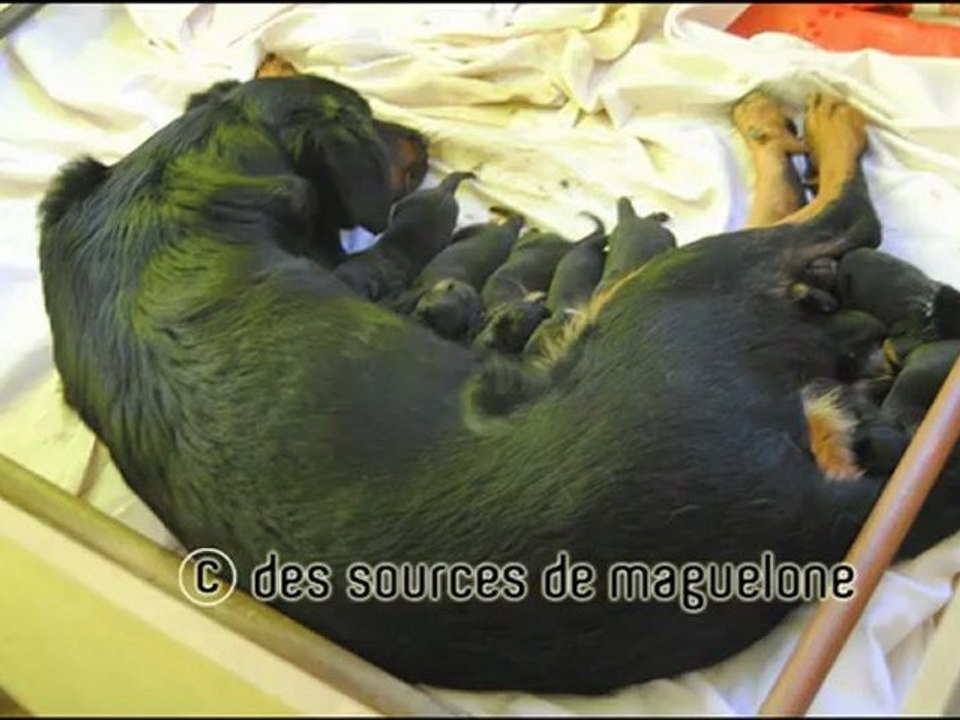 Choupette du Perouet et ses chiots beaucerons