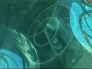 Biologists create new Red Sea reefs - 24 Aug 07