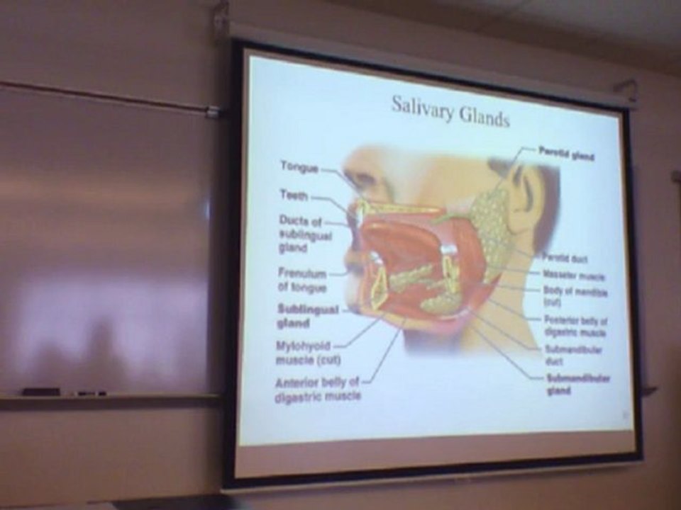 Digestion I (Part 1)