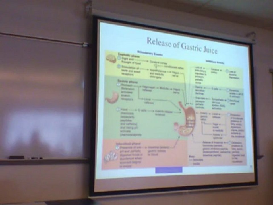 Digestion I (part2)