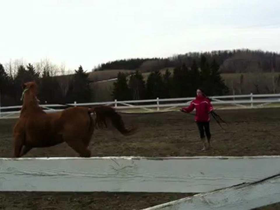 Entrainement de mon cheval :)