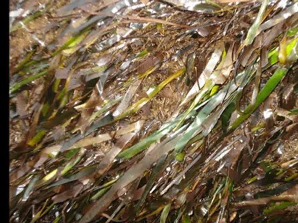 Gabès : " L'histoire d'un génocide."