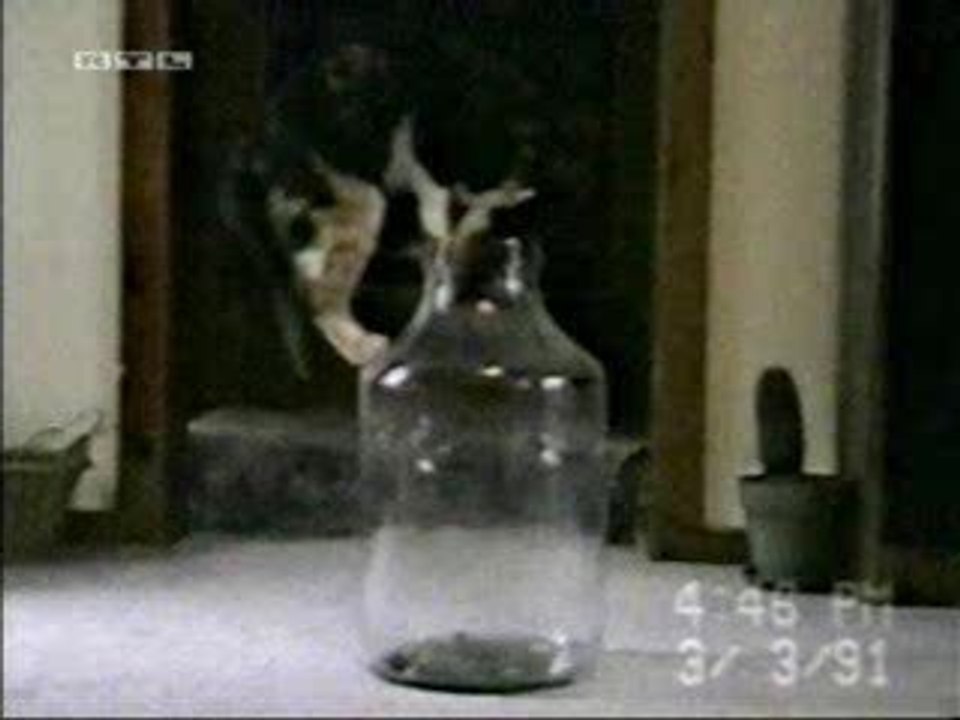Le chat en bouteille