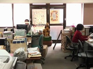 Uncertain future for Japan's cat cafes