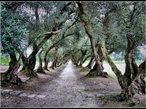 懐かしき恋人への歌 (ジャック・ブレル) La chanson des vieux amants