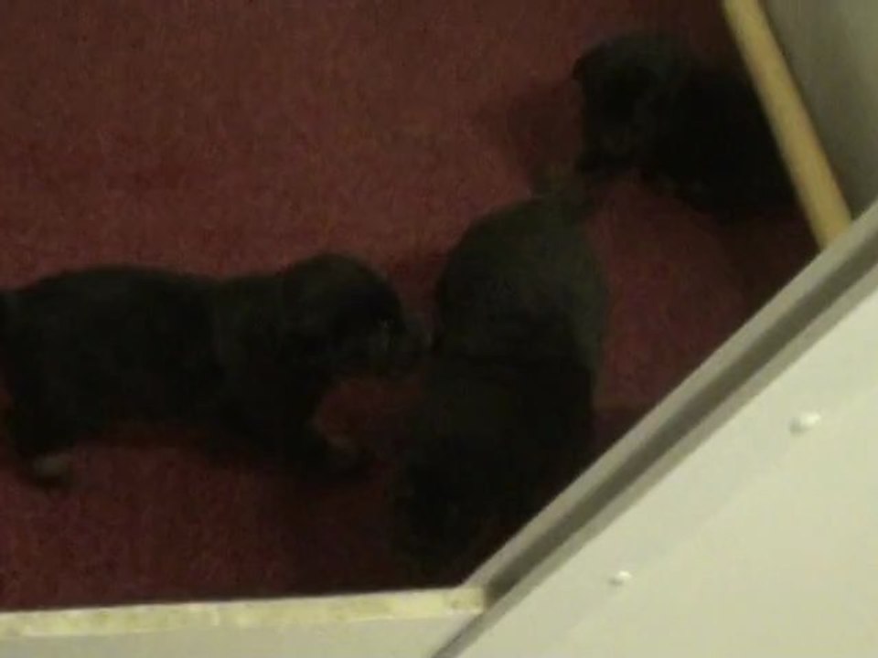 chiots Beauceron de Uxem et Famas