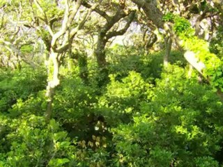 spring_waltz_-_19_part_1