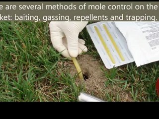 wildlife removal lancaster county