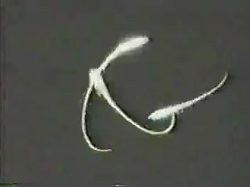 Terence McKenna ∞ Timewave Zero 2012