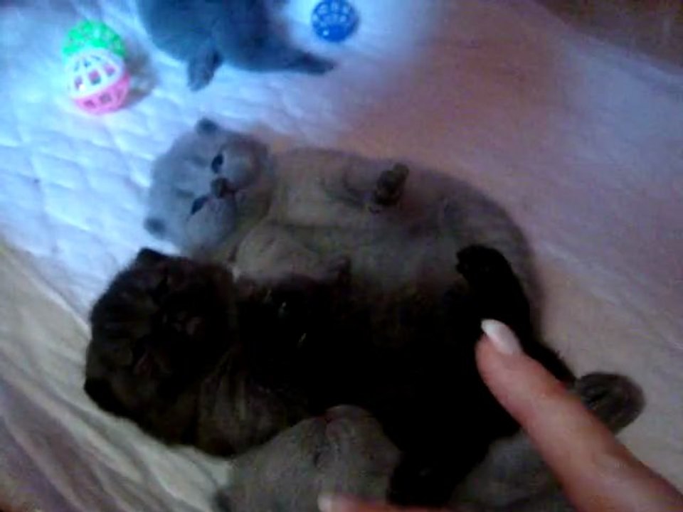 Chatons de FELIA à 15 jours