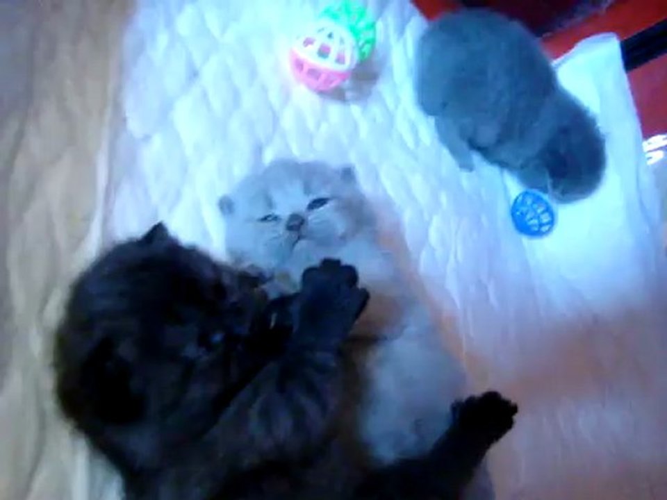 Chatons british à 15 jours